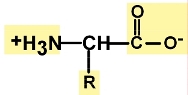 s01 edinoe stroenie aminokislot